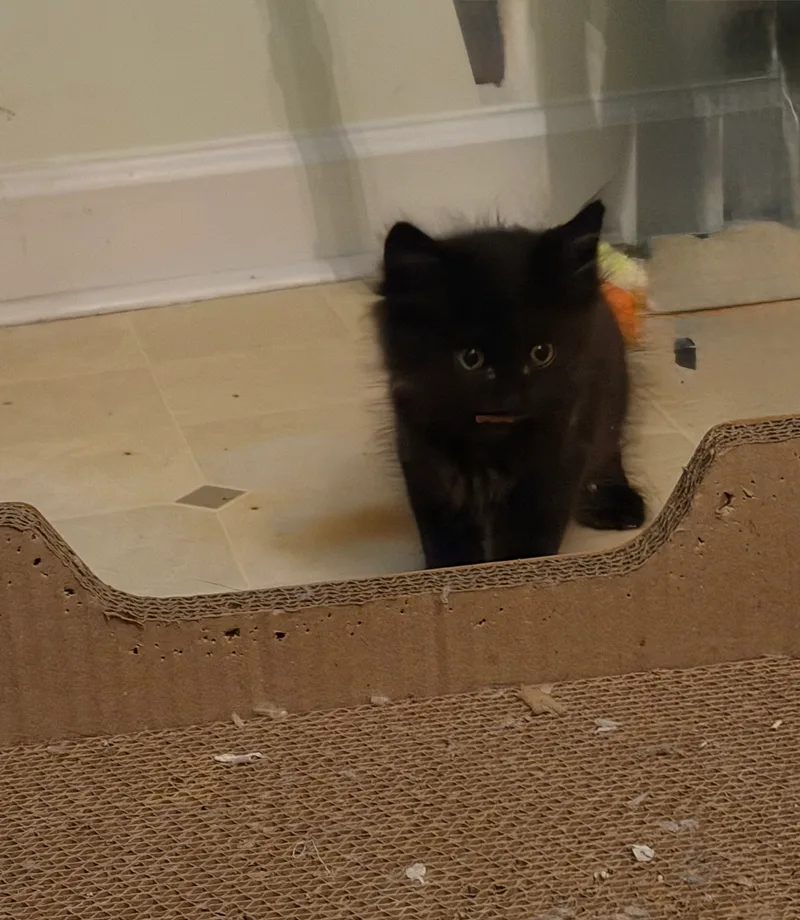 A baby small-sized male American Shorthair cat named Finley for adoption