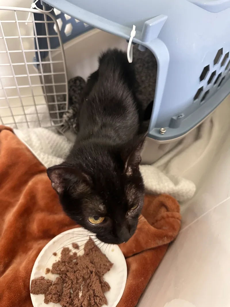 A young small-sized female Black American Shorthair cat named Momma Pickles for adoption