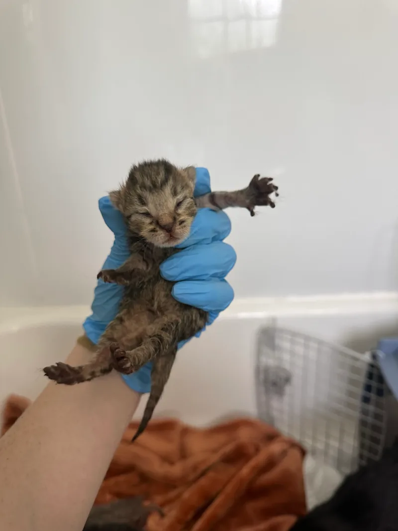 A baby small-sized male Calico American Shorthair cat named Reli for adoption