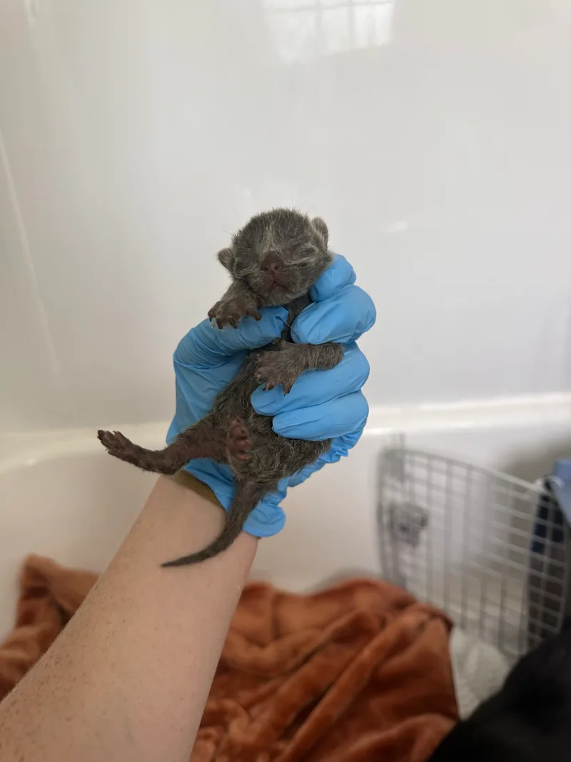 A baby small-sized male Grey American Shorthair cat named Cucumber for adoption