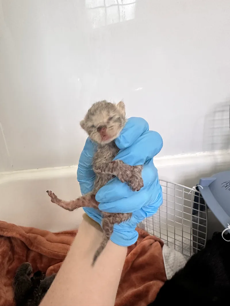 A baby small-sized male Cream Grey American Shorthair cat named Dill for adoption