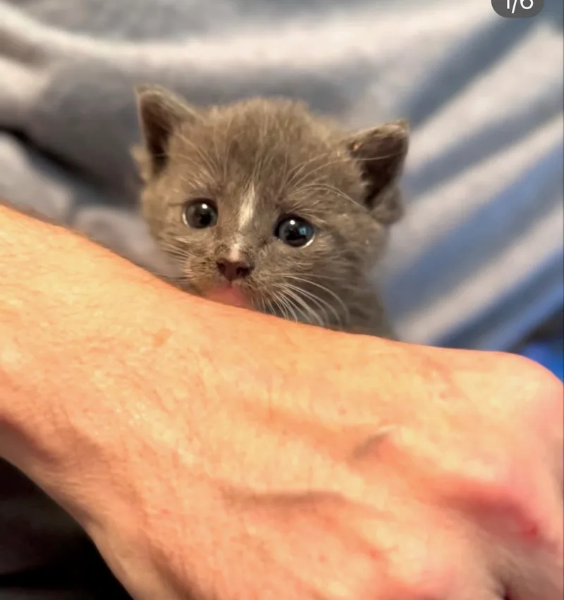 A baby small-sized male Grey and White American Shorthair cat named Dean for adoption