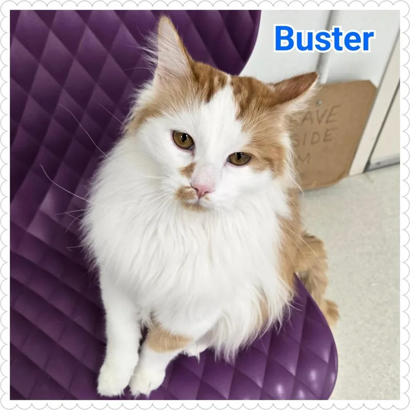 Buster thumbnail 2