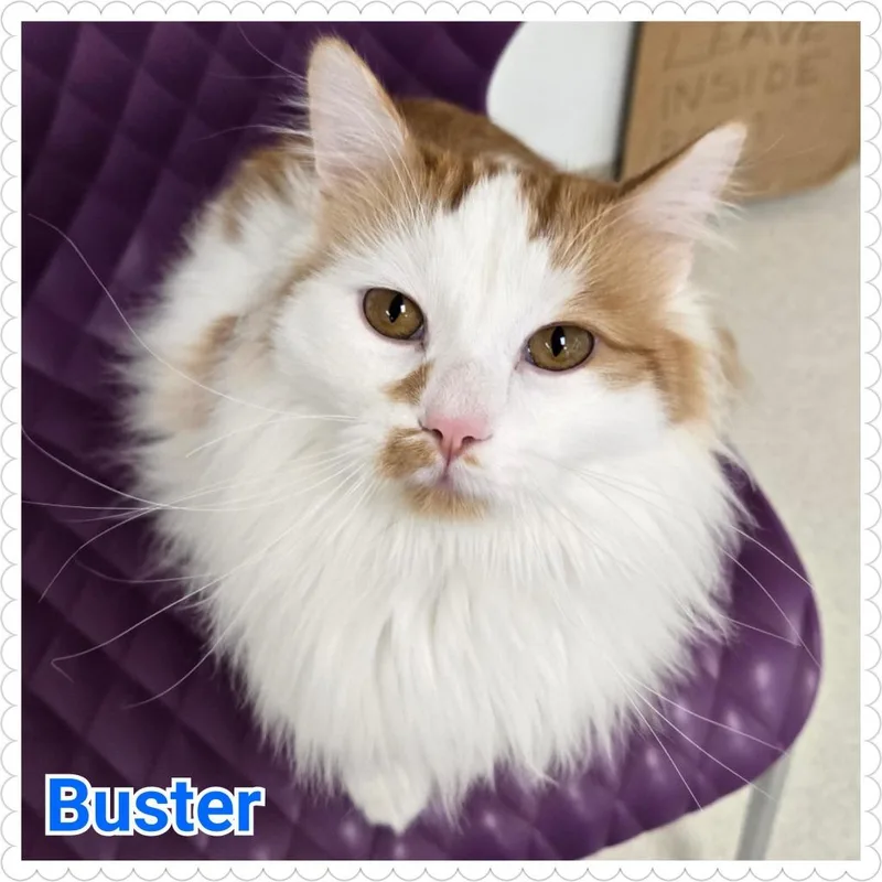 Buster thumbnail 3