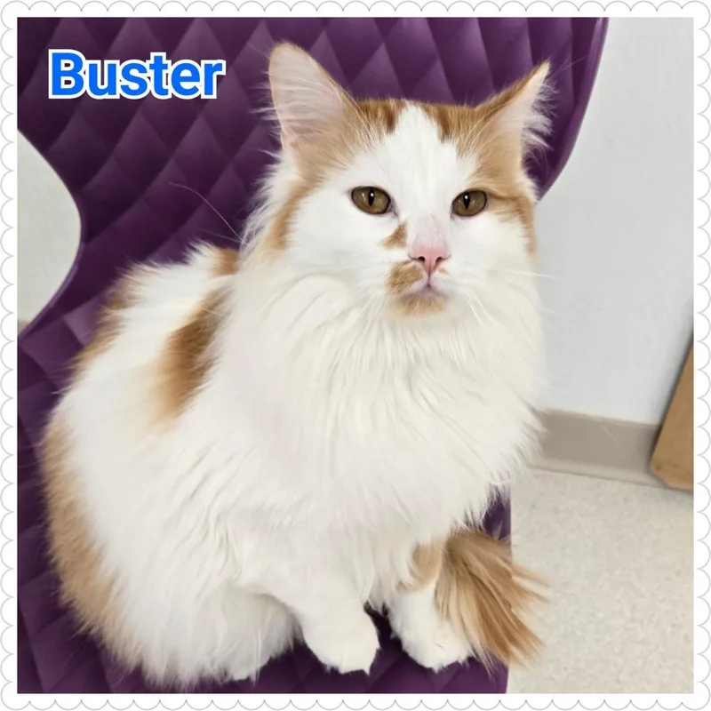 Buster thumbnail 4