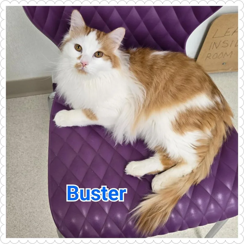 Buster thumbnail 5