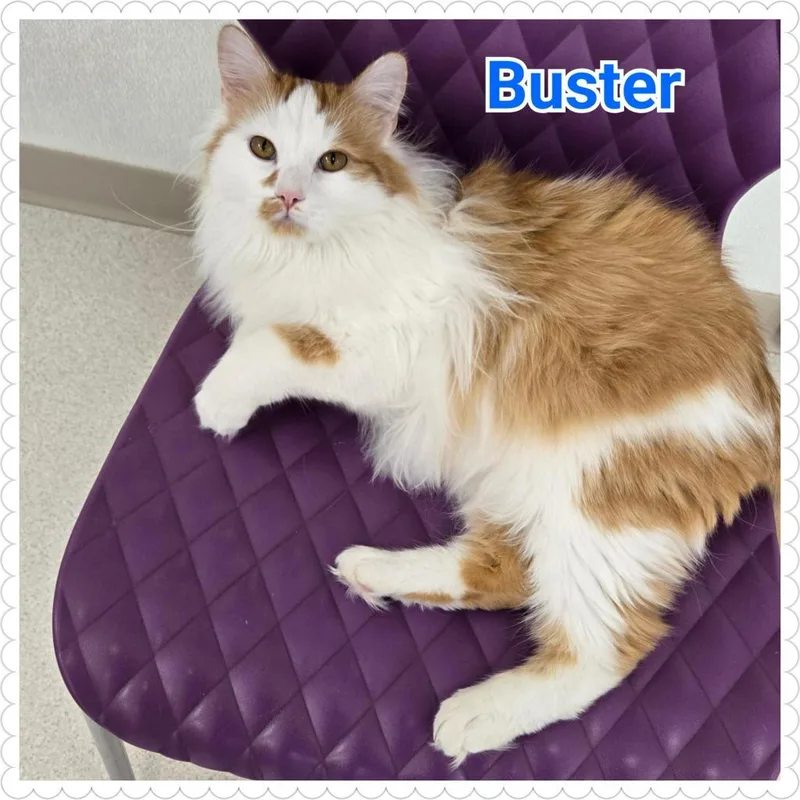 Buster thumbnail 6