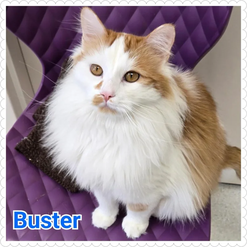 Buster