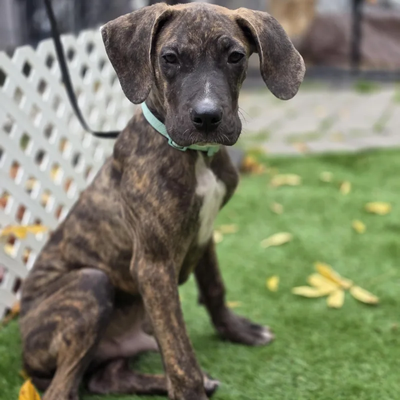 A baby large-sized male Boxer dog named Dipper for adoption in Blairstown, NJ