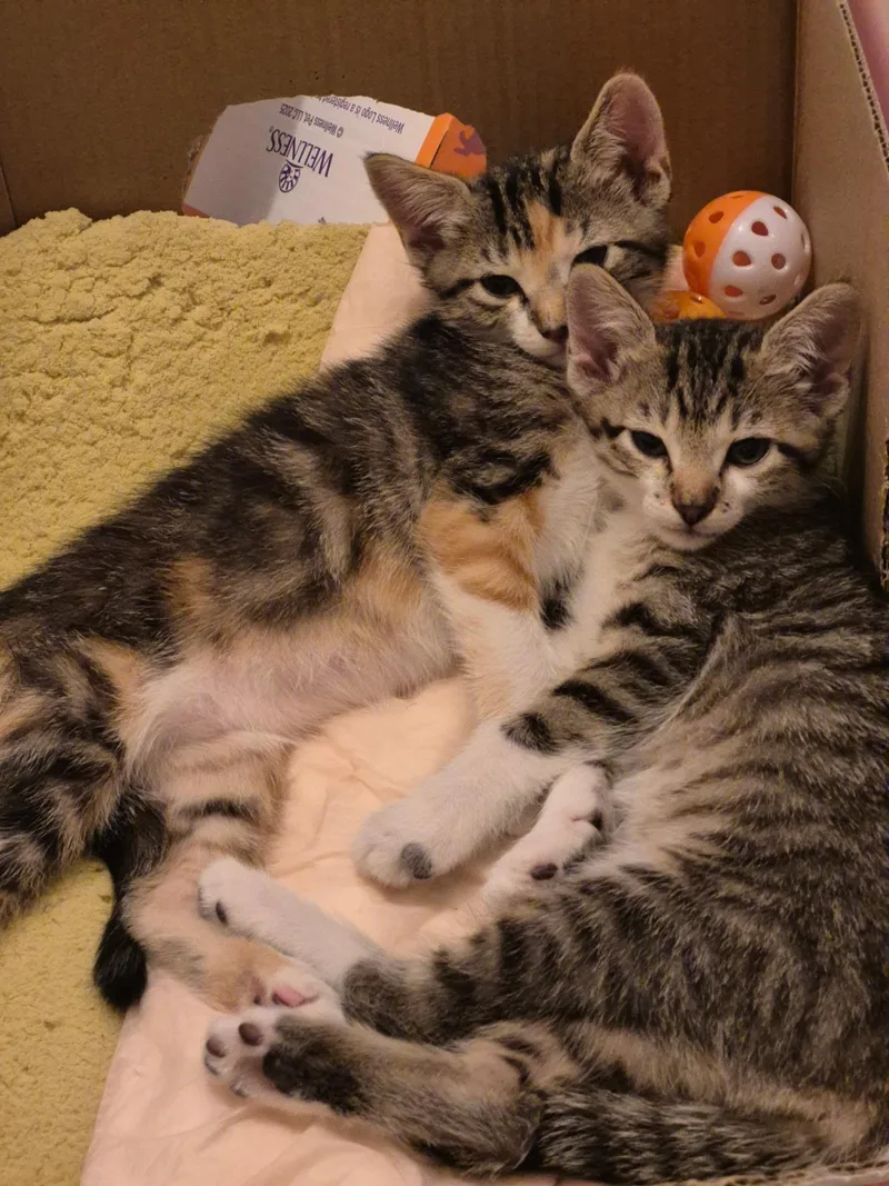 A baby medium-sized female Tabby (Buff / Tan / Fawn) Domestic Short Hair cat named Celine & Daphne for adoption in San Jose, CA