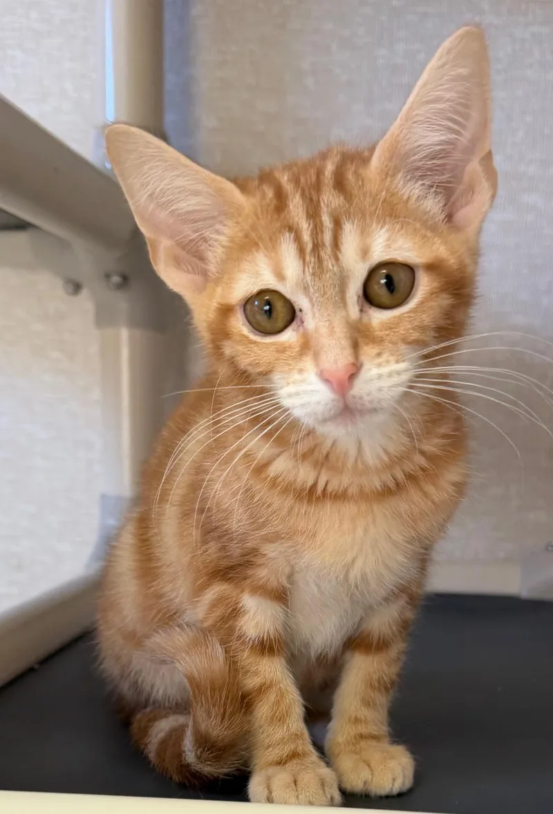 Orion And Apollo thumbnail 2