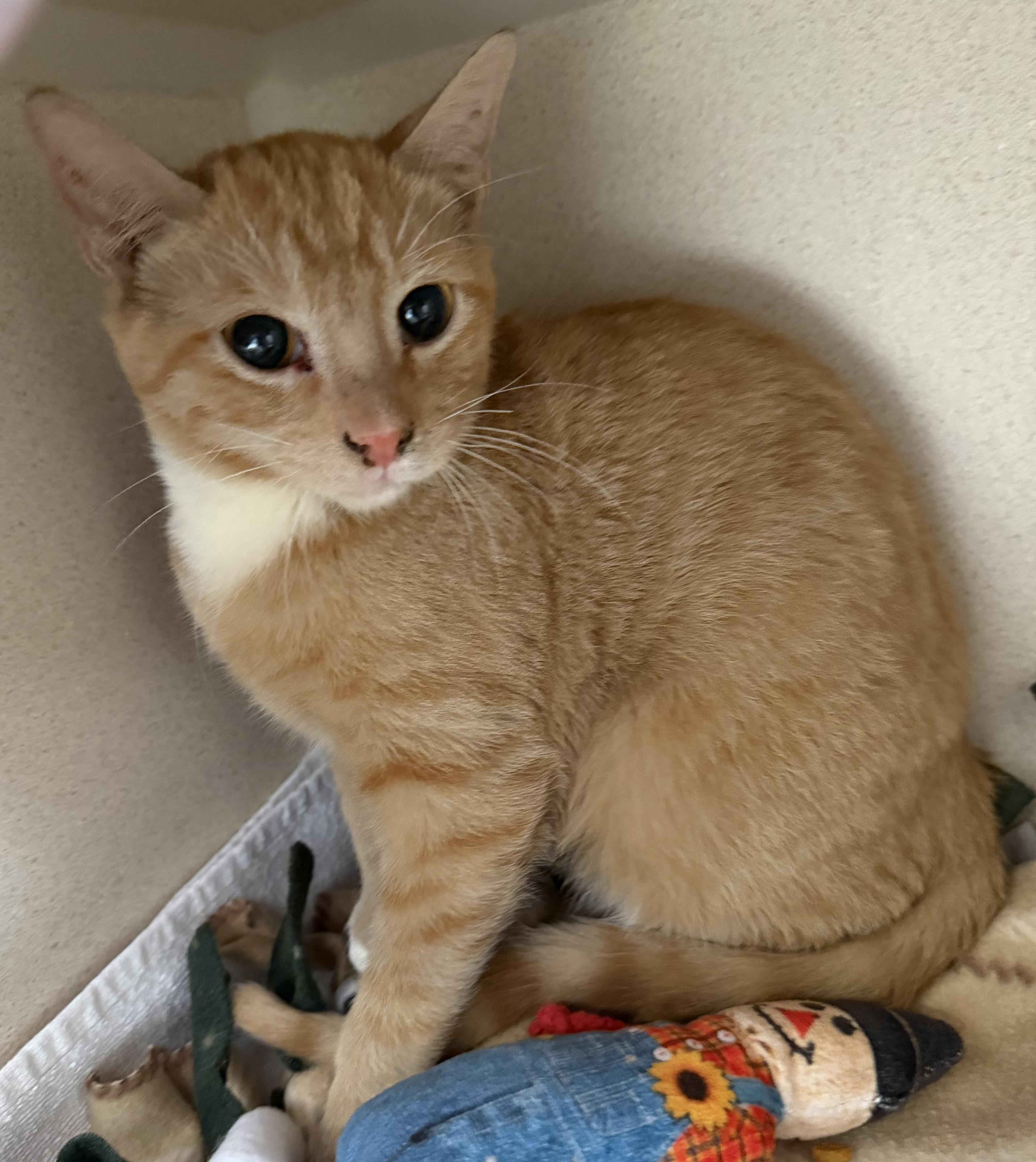 Orion And Apollo thumbnail 3