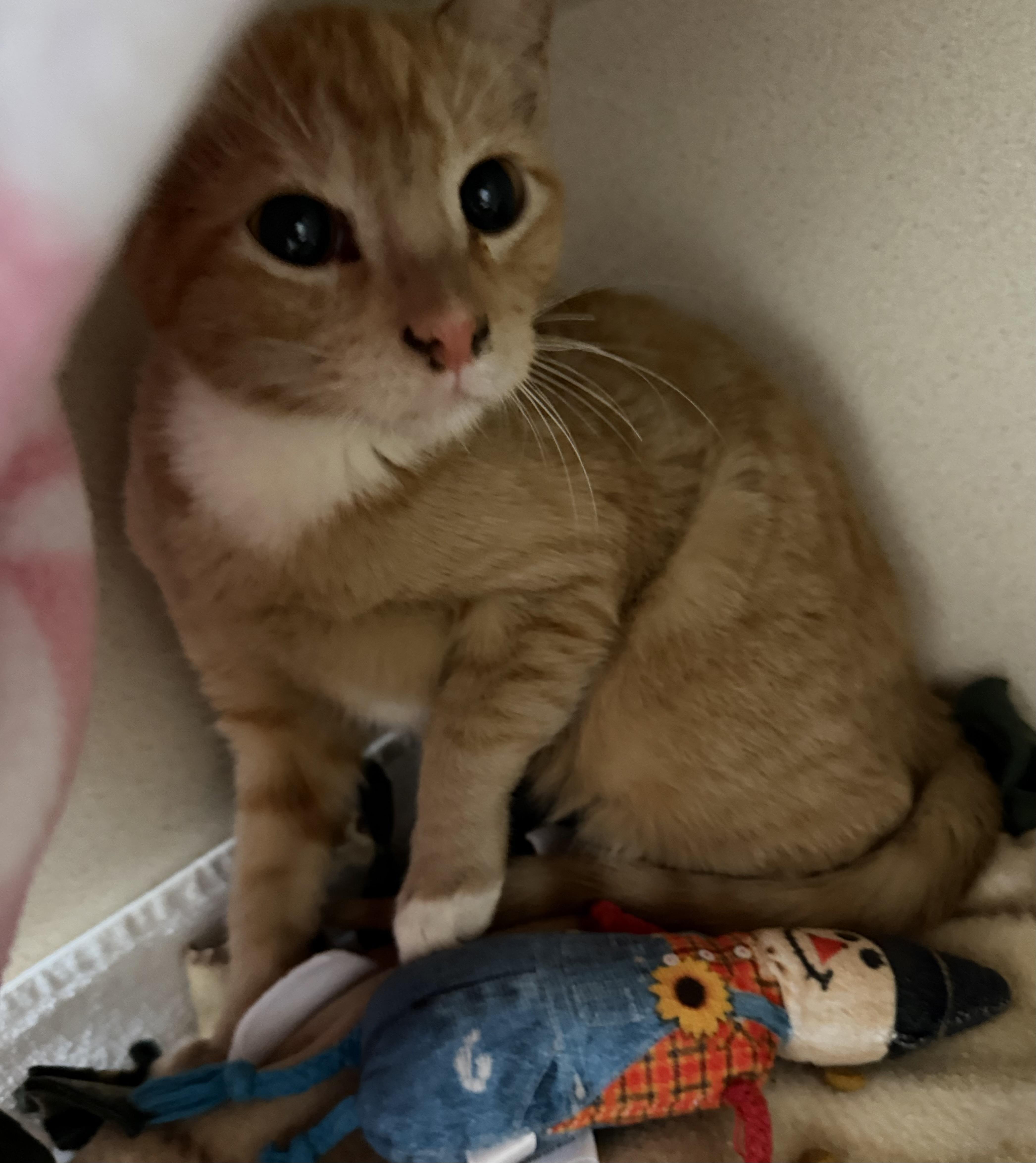 Orion And Apollo thumbnail 4