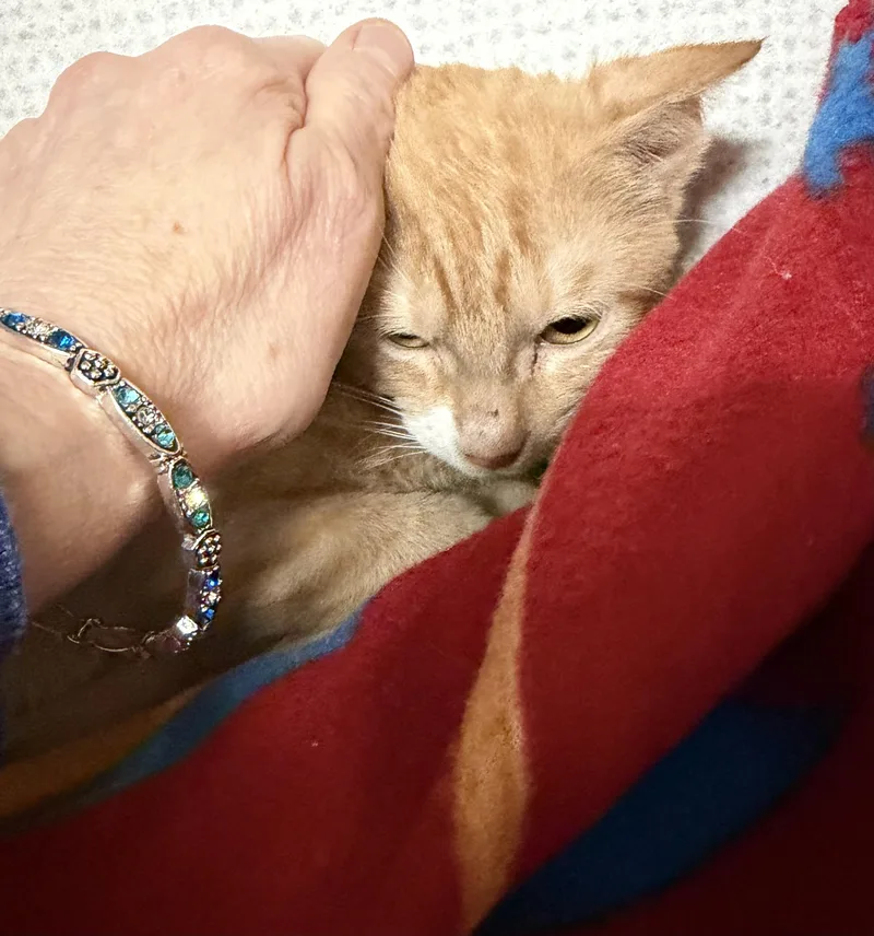 Orion And Apollo thumbnail 5