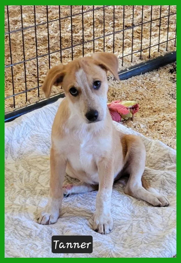 A baby medium-sized male Australian Kelpie dog named Tanner for adoption in Granbury, TX