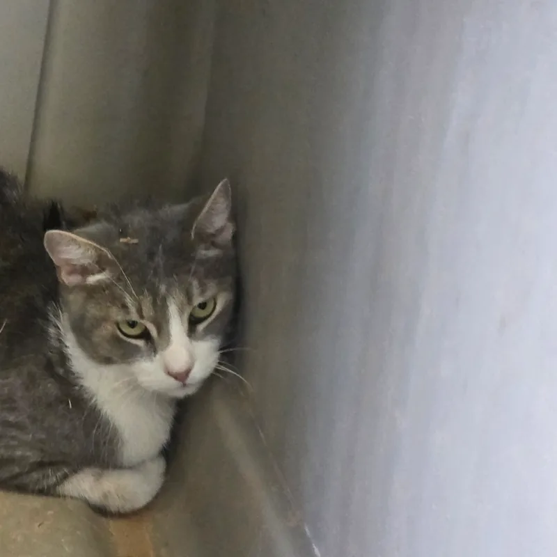 A young small-sized male Gray Domestic Short Hair cat named Grumpy for adoption