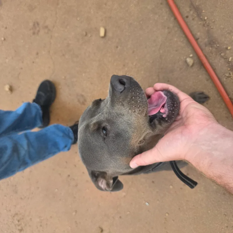 A young large-sized female Gray Pit Bull Terrier dog named Guava for adoption