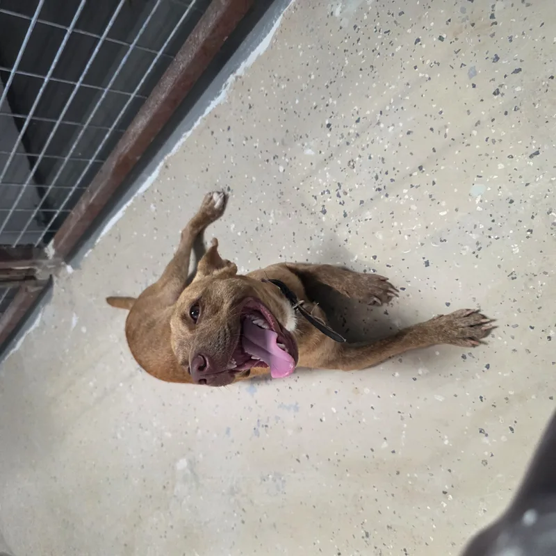 An adult small-sized male Brown Patterdale Terrier / Fell Terrier dog named Scrappy for adoption