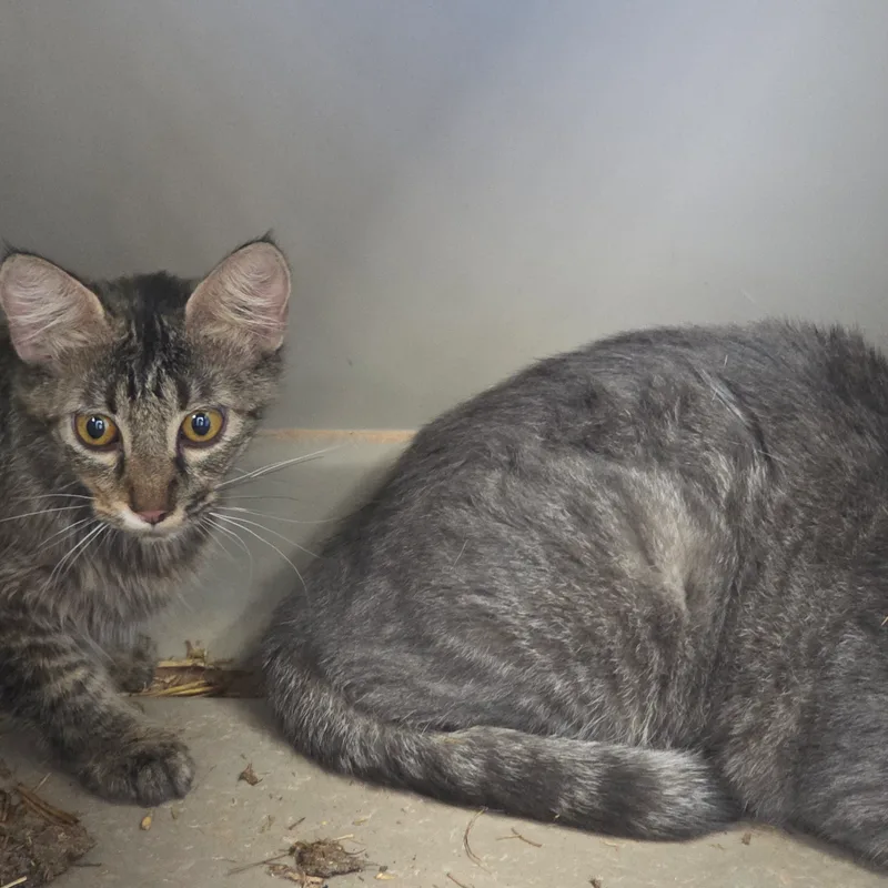 A young small-sized female Black Domestic Medium Hair cat named Fuzzy for adoption