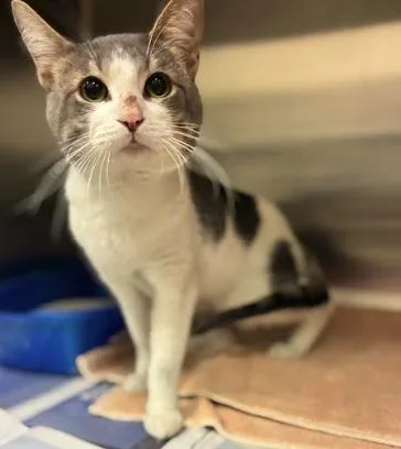 A young medium-sized male Gray & White Domestic Short Hair cat named Frosted Flakes for adoption in Cicero, IL