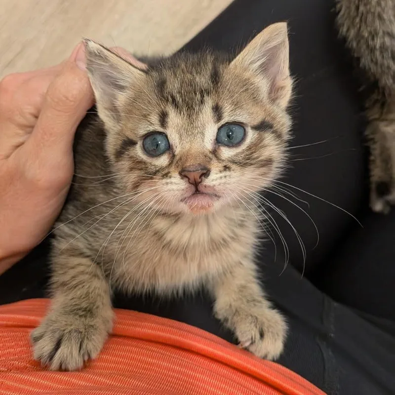 Countess thumbnail 2