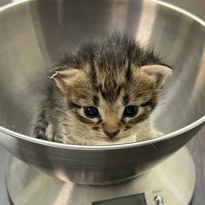 A baby small-sized female Brown / Chocolate Domestic Short Hair cat named Countess for adoption in Bentonville, AR