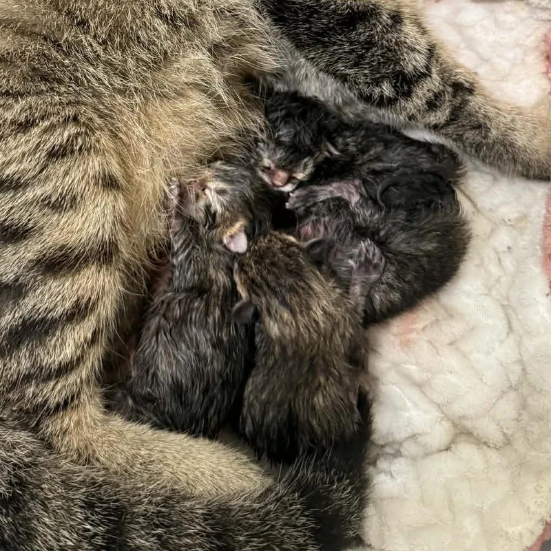 Countess thumbnail 3