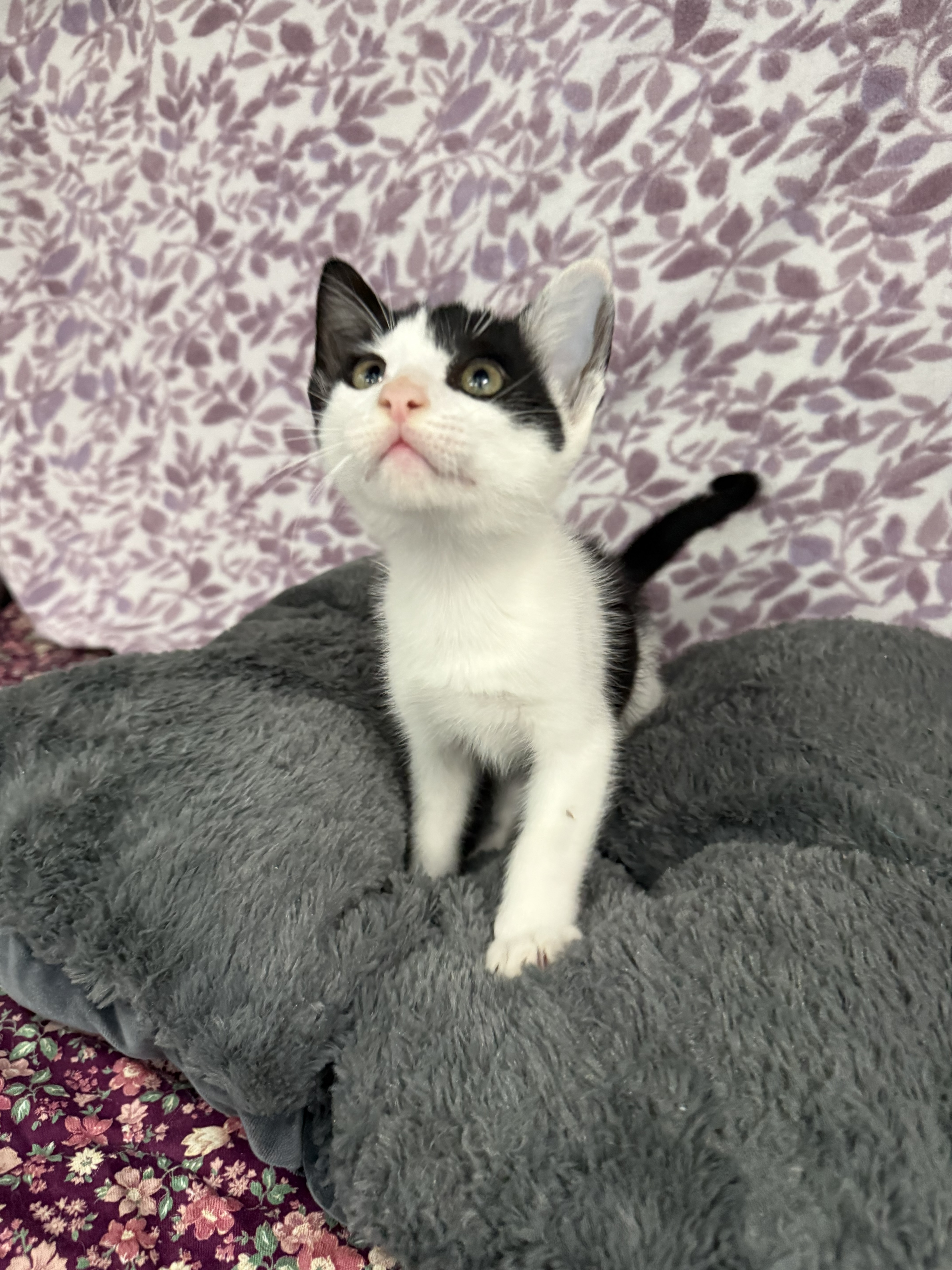 A baby small-sized male Black & White American Shorthair cat named Pumba* for adoption in Standish, MI