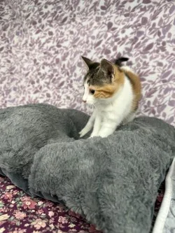 Nala* thumbnail 7