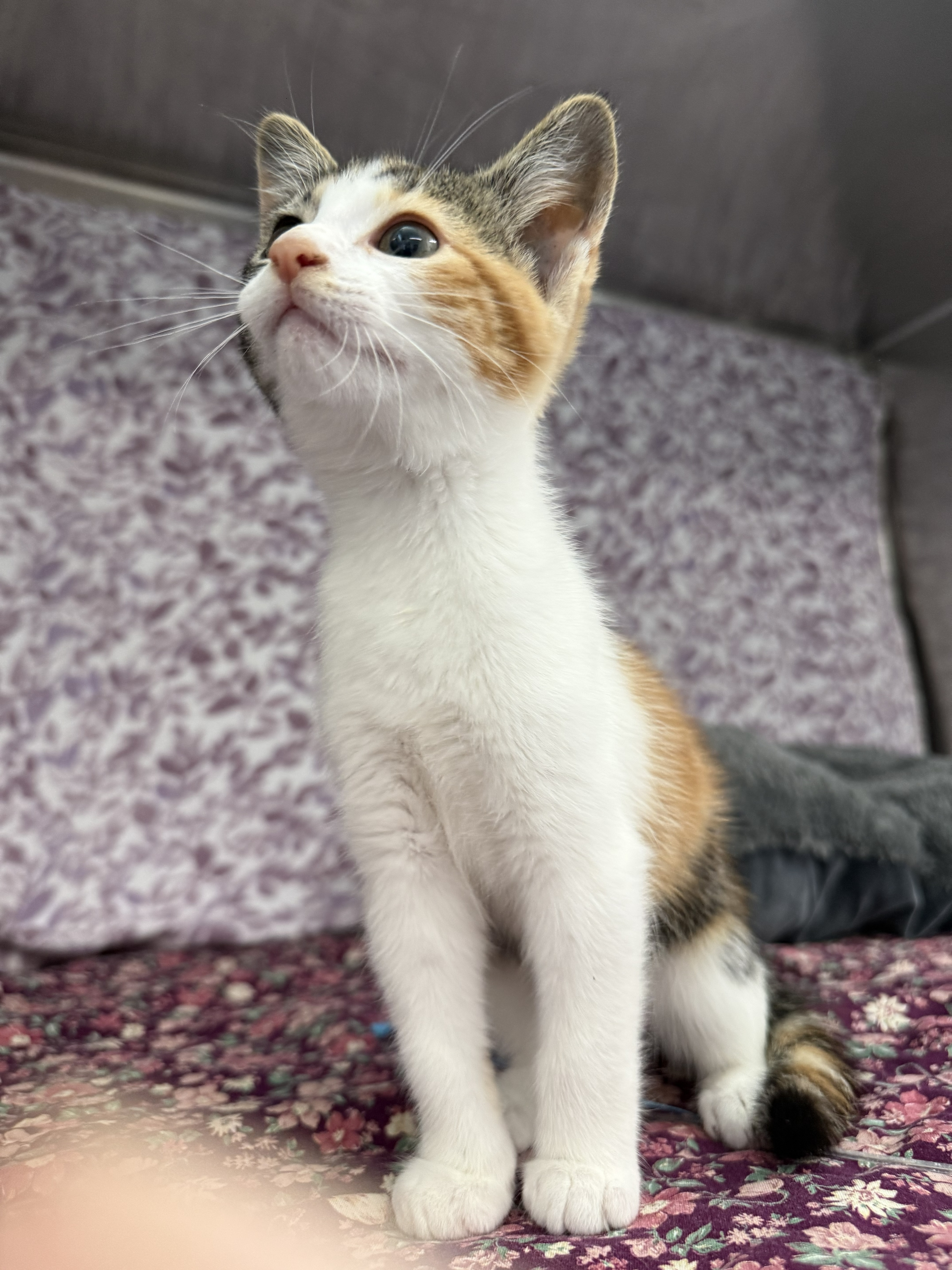 Nala* thumbnail 2