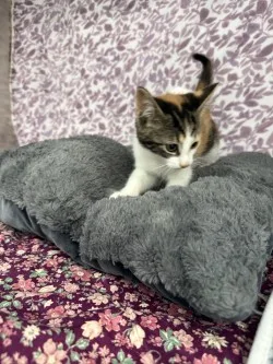 Nala* thumbnail 6