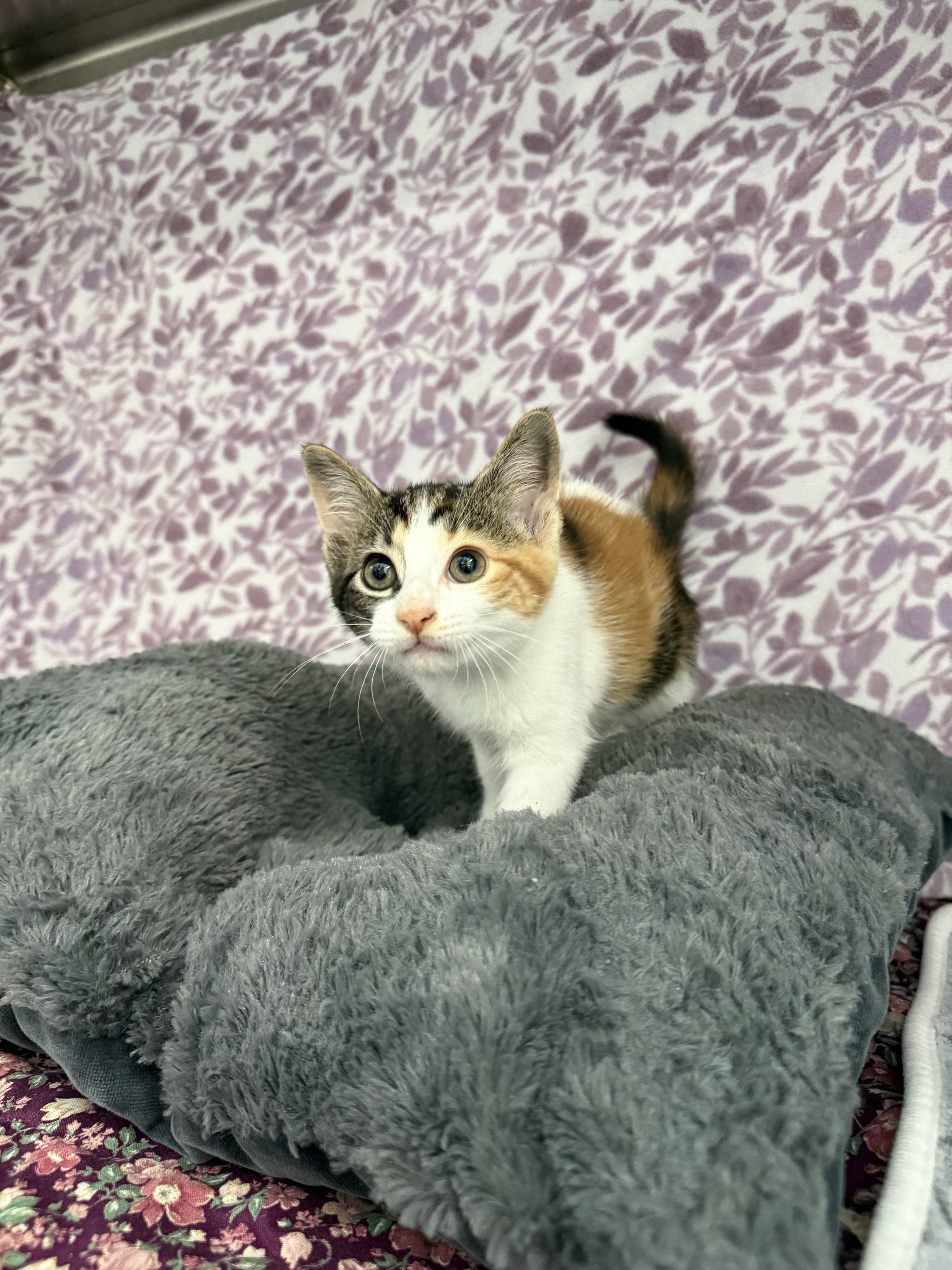 Nala* thumbnail 4