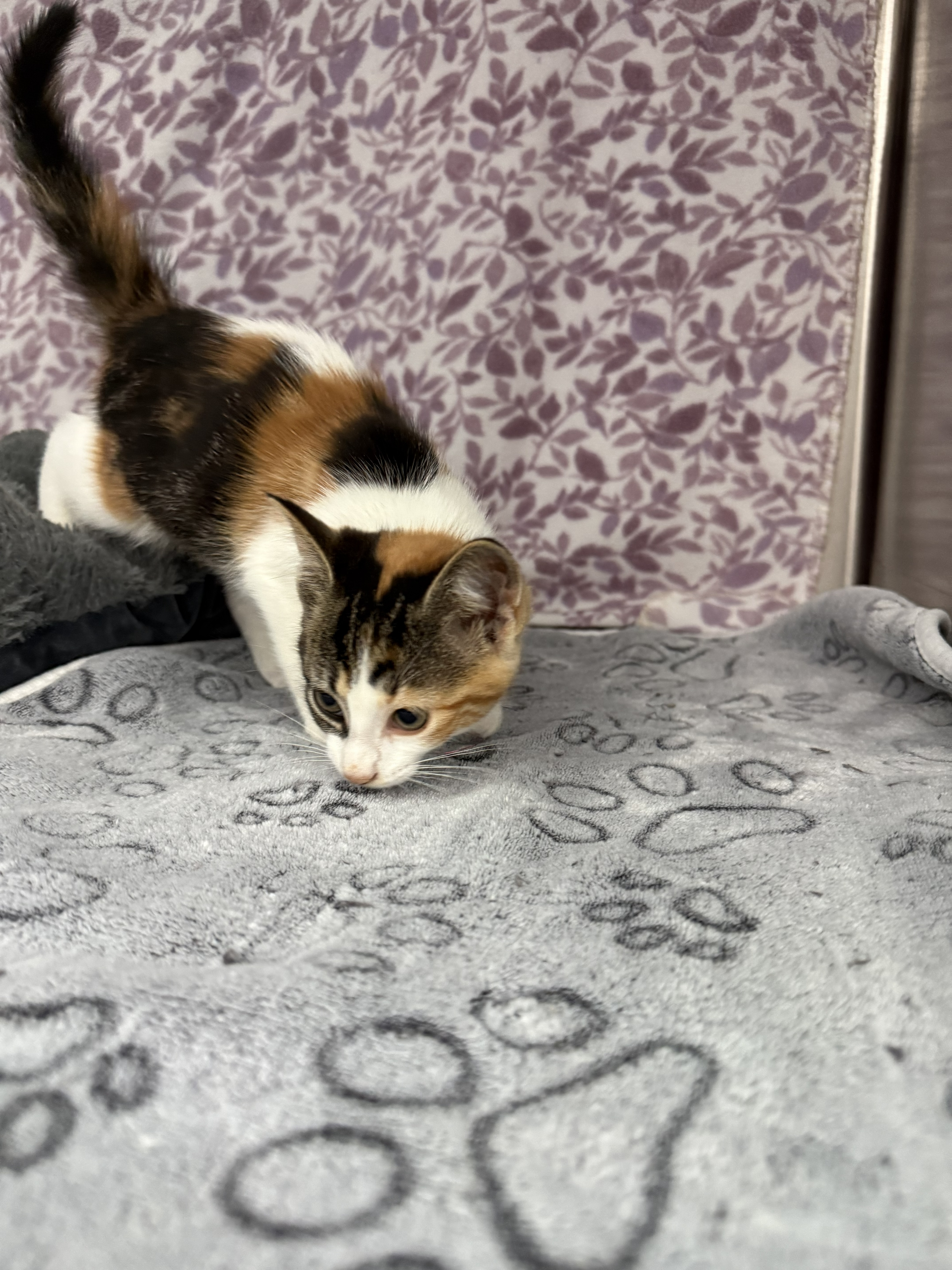 Nala* thumbnail 3