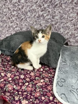 A baby small-sized female White Tabby cat named Nala* for adoption in Standish, MI