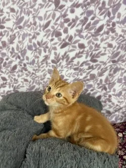 Simba* thumbnail 3