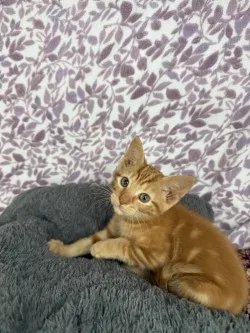 Simba* thumbnail 2