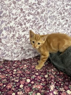 Simba* thumbnail 6