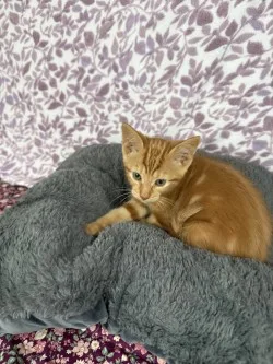 Simba* thumbnail 8