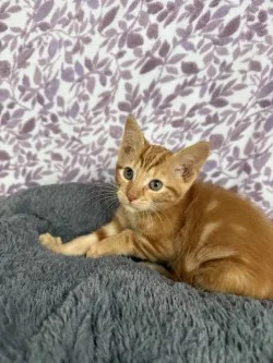 Simba* thumbnail 4