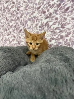 Simba* thumbnail 9