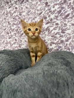 A baby small-sized male Orange American Shorthair cat named Simba* for adoption in Standish, MI