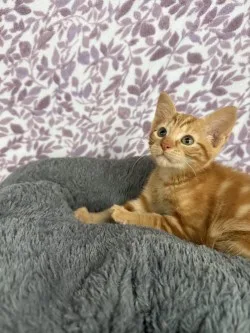 Simba* thumbnail 5