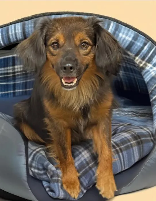 A young small-sized male Spaniel dog named Zach in TX for adoption in Cranston, RI