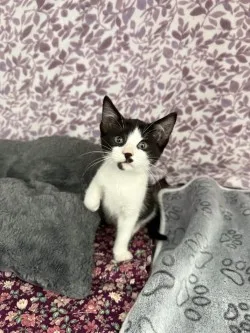 A baby small-sized female Black & White American Shorthair cat named Zuri* for adoption in Standish, MI