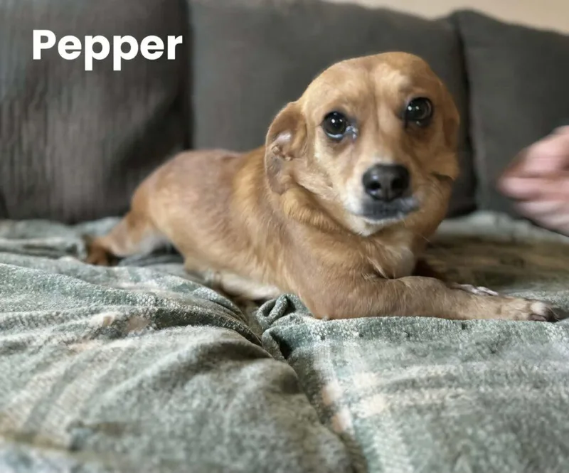 Pepper thumbnail 4