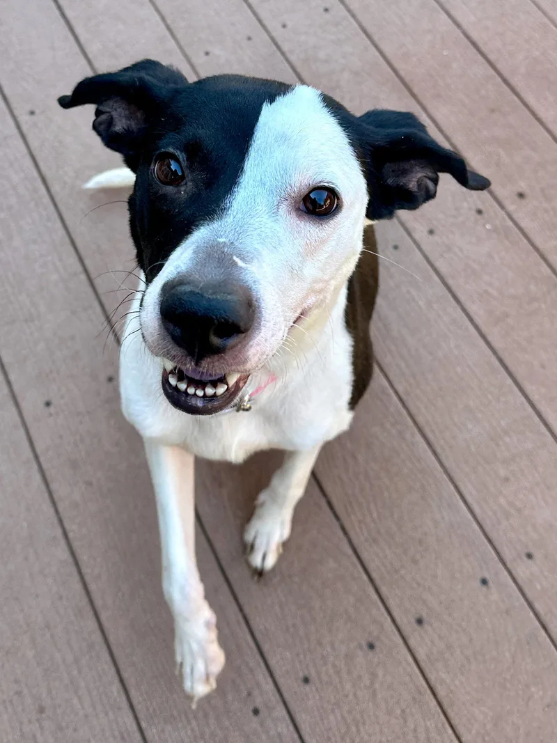 A young medium-sized female Staffordshire Bull Terrier dog named Paige for adoption in Aurora, CO