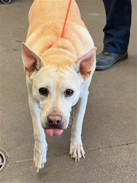 An adult large-sized female Pit Bull Terrier dog named Snowflake for adoption in Phoenix, AZ