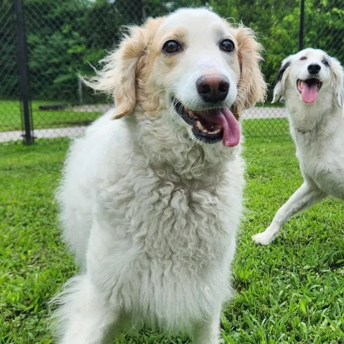 An adult large-sized female White / Cream English Setter dog named Queeenie for adoption in Benld, IL