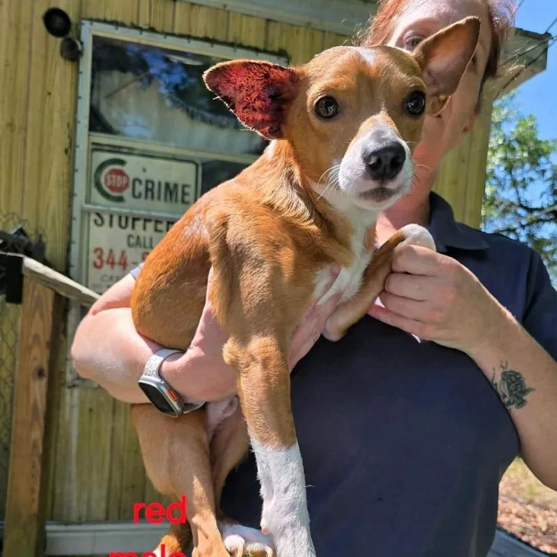 An adult small-sized male Red / Chestnut / Orange Chihuahua dog named Red for adoption in Baton Rouge, LA