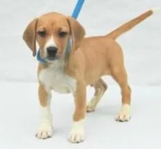 A young medium-sized male Beagle dog named Bubba for adoption in Kansas City, MO